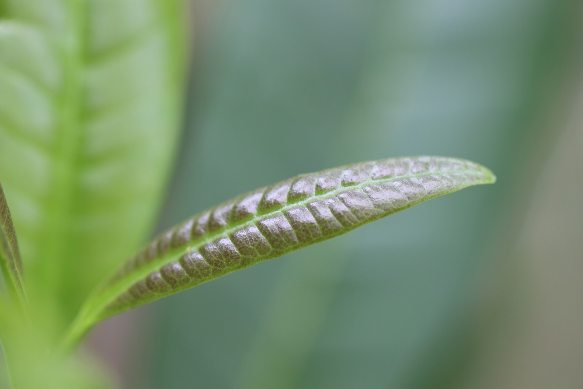 Pimenta dioica (L.) Merr.